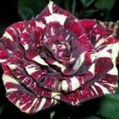 Holland Candy Stripe Rose Bonsai Lover Gift Blue Green Black 50 PCS Seeds