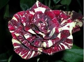 Holland Candy Stripe Rose Bonsai Lover Gift Blue Green Black 50 PCS Seeds