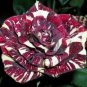Holland Candy Stripe Rose Bonsai Lover Gift Blue Green Black 50 PCS Seeds