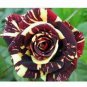 Holland Candy Stripe Rose Bonsai Lover Gift Blue Green Black 50 PCS Seeds