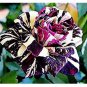 Holland Candy Stripe Rose Bonsai Lover Gift Blue Green Black 50 PCS Seeds