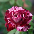 Holland Candy Stripe Rose Seeds Bonsai Lover Gift Green White 50 PCS Seeds