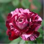 Holland Candy Stripe Rose Seeds Bonsai Lover Gift Green White 50 PCS Seeds