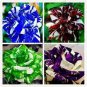 Holland Candy Stripe Rose Seeds Bonsai Lover Gift Green White 50 PCS Seeds