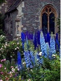 Hollyhock Flowers Dark Blue White 40 PCS Seeds