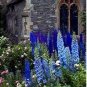 Hollyhock Flowers Dark Blue White 40 PCS Seeds