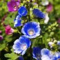 Hollyhock Flowers Dark Blue White 40 PCS Seeds
