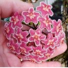 Home Bonsai Garden Rare Hoya Orchid Hoya Carnosa Plant Orchid Flower Flores 100 PCS Seeds