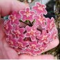 Home Bonsai Garden Rare Hoya Orchid Hoya Carnosa Plant Orchid Flower Flores 100 PCS Seeds