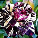Holland Candy Stripe Rose Seeds Bonsai Lover Gift Green White 50 PCS Seeds Holland Candy Stripe Rose Seeds Bonsai Lover Gift Green White 50 PCS Seeds
