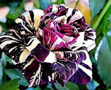 Holland Candy Stripe Rose Seeds Bonsai Lover Gift Green White 50 PCS Seeds