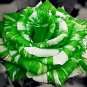 Holland Candy Stripe Rose Seeds Bonsai Lover Gift Green White 50 PCS Seeds