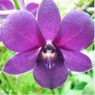 Home Bonsai Plants Dendrobium Orchid Flower Garden 100 PCS Seeds Home Bonsai Plants Dendrobium Orchid Flower Garden 100 PCS Seeds