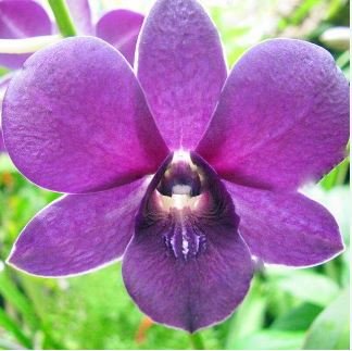 Home Bonsai Plants Dendrobium Orchid Flower Garden 100 PCS Seeds