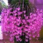 Home Bonsai Plants Dendrobium Orchid Flower Garden 100 PCS Seeds