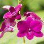 Home Bonsai Plants Dendrobium Orchid Flower Garden 100 PCS Seeds