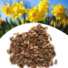 Home Garden Decoration Plant 100 PCS Seeds
