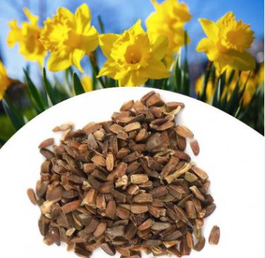Home Garden Decoration Plant 100 PCS Seeds