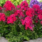 Home Garden Plants Outdoor Perennial Phlox Bonsai,Planting Phlox Flower Plant 200 PCS Seeds