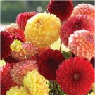 Honey Dahlia Pinnata Flower 20 PCS Seeds