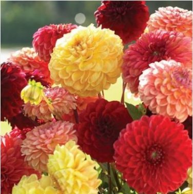 Honey Dahlia Pinnata Flower 20 PCS Seeds