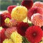 Honey Dahlia Pinnata Flower 20 PCS Seeds