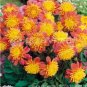 Honey Dahlia Pinnata Flower 20 PCS Seeds