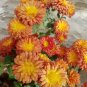 Honey Dahlia Pinnata Flower 20 PCS Seeds