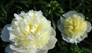 Honey Gold White Peony Plant Flowers 5 PCS Seeds