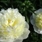 Honey Gold White Peony Plant Flowers 5 PCS Seeds