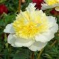 Honey Gold White Peony Plant Flowers 5 PCS Seeds