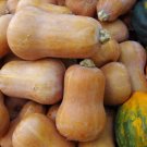 Honeynut Squash Butternut Vegetable 10 PCS Seeds
