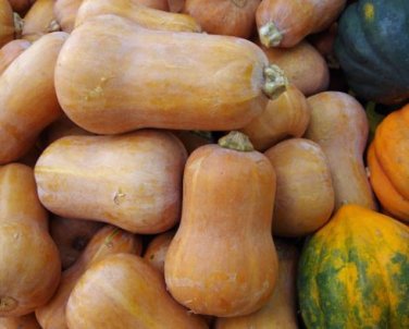 Honeynut Squash Butternut Vegetable 10 PCS Seeds