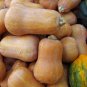 Honeynut Squash Butternut Vegetable 10 PCS Seeds