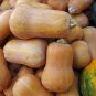 Honeynut Squash Butternut Vegetable 10 PCS Seeds