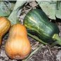 Honeynut Squash Butternut Vegetable 10 PCS Seeds