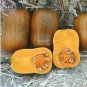 Honeynut Squash Butternut Vegetable 10 PCS Seeds