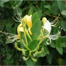 Honeysuckle Vine Plant 100 PCS Seeds Honeysuckle Vine Plant 100 PCS Seeds