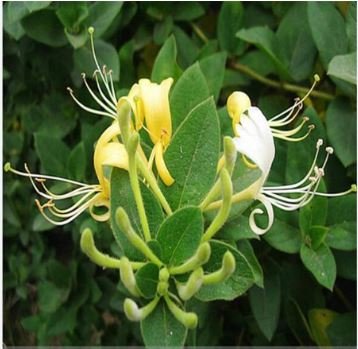 Honeysuckle Vine Plant 100 PCS Seeds
