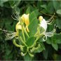 Honeysuckle Vine Plant 100 PCS Seeds