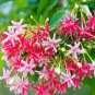Honeysuckle Vine Plant 100 PCS Seeds