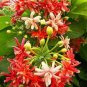 Honeysuckle Vine Plant 100 PCS Seeds