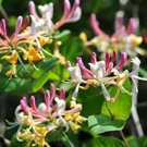 Honeysuckle Vine Plant Naturally Grown Rare Flower Flores Bonsai 100 PCS Seeds Honeysuckle Vine Plant Naturally Grown Rare Flower Flores Bonsai 100 PCS Seeds