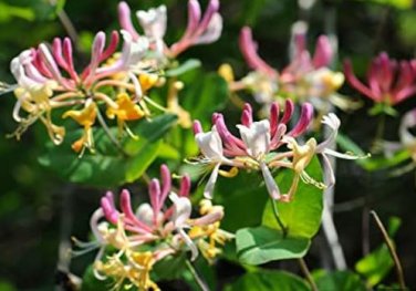 Honeysuckle Vine Plant Naturally Grown Rare Flower Flores Bonsai 100 PCS Seeds