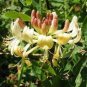 Honeysuckle Vine Plant Naturally Grown Rare Flower Flores Bonsai 100 PCS Seeds