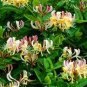 Honeysuckle Vine Plant Naturally Grown Rare Flower Flores Bonsai 100 PCS Seeds