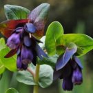 Honeywort Blue Shrimp Plant Seeds Blue Wax Flowers