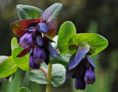 Honeywort Blue Shrimp Plant Seeds Blue Wax Flowers