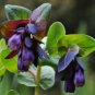 Honeywort Blue Shrimp Plant Seeds Blue Wax Flowers