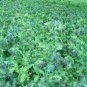 Honeywort Blue Shrimp Plant Seeds Blue Wax Flowers